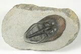 Harpid (Scotoharpes) Trilobite - Boudib, Morocco #204076-3